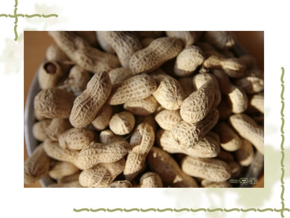 《落花生》课件 (2)_第3页