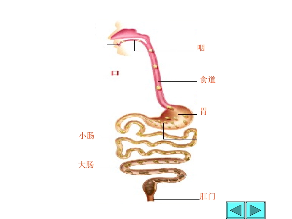 食物的消化和吸收_第3页
