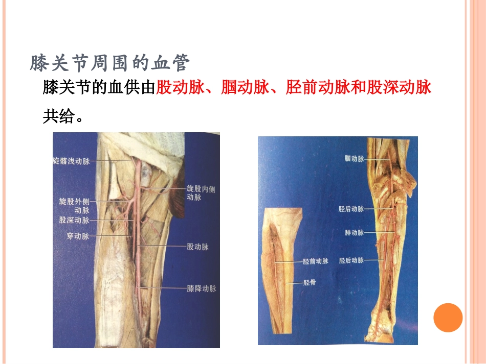 膝关节周围的血管与神经_第2页