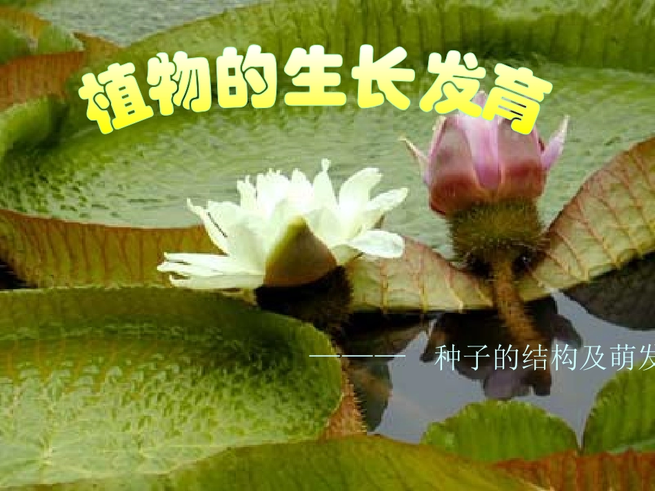 生物：第20章第2节植物的生长发育课件(苏科版八年级上)_第1页