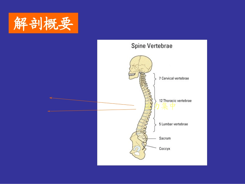 腰椎间盘突出症123(1)介绍_第2页