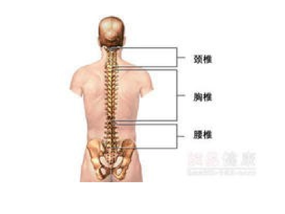 腰椎间盘突出症123(1)介绍_第3页