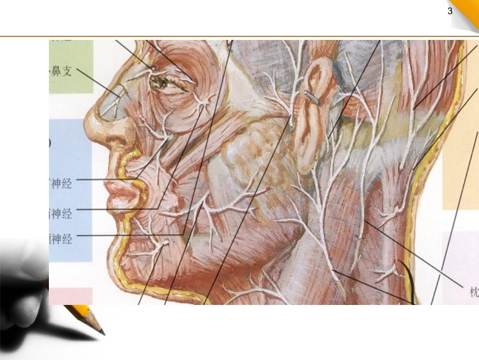 腮腺损伤的治疗_第3页