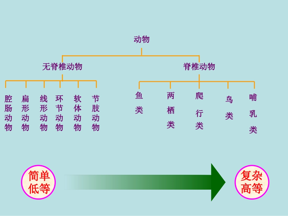 腔肠动物和扁形动物_第1页