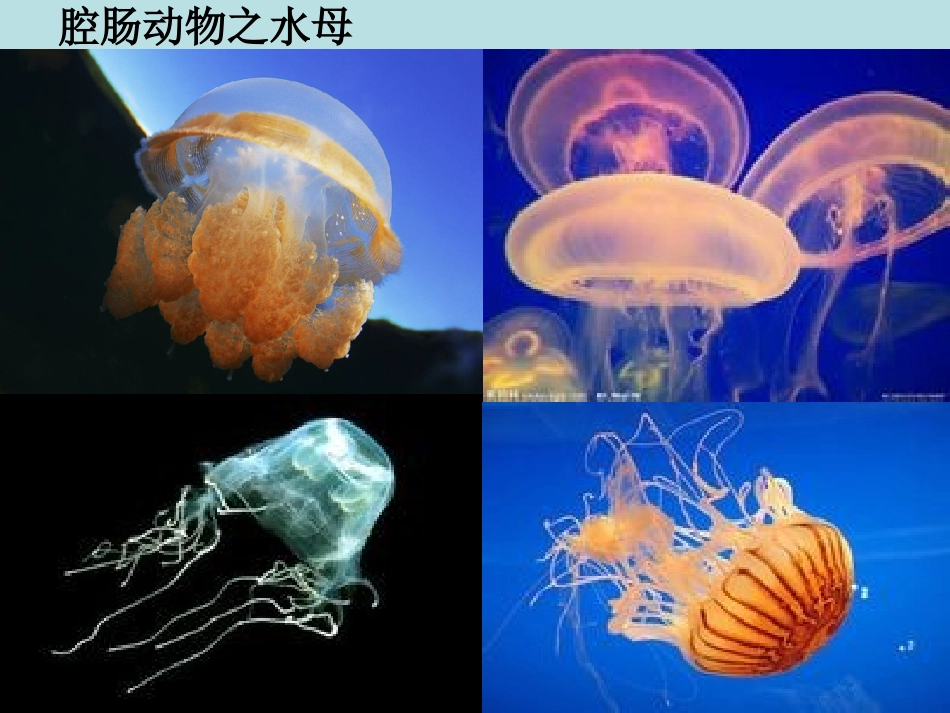 腔肠动物和扁形动物_第3页
