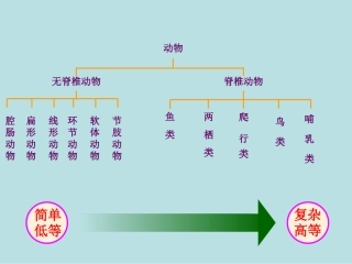 腔肠动物和扁形动物