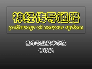 脑脊髓神经传导通路