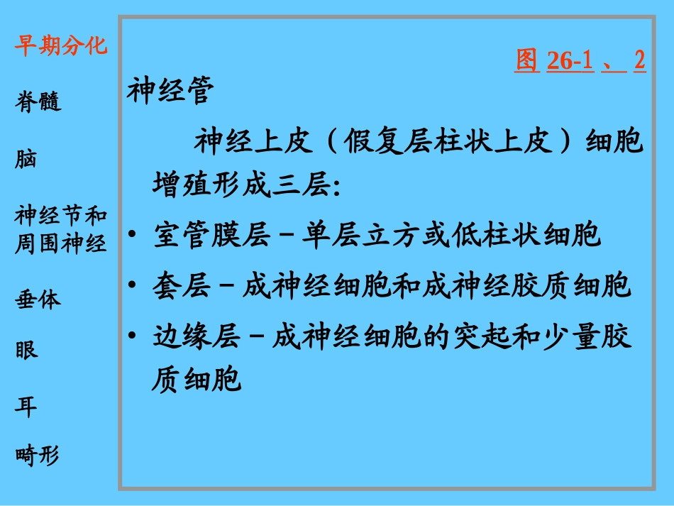 脑神经系统-神经系统和眼耳的发生_第3页