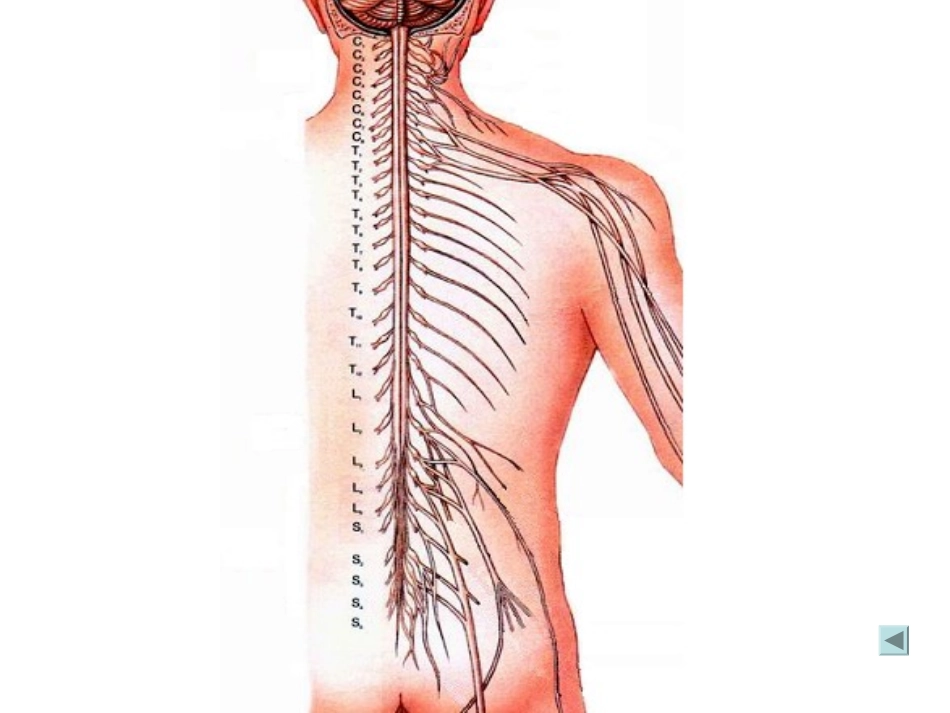 脊髓spinal cord_第3页