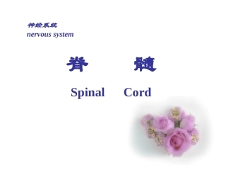 脊髓spinal cord