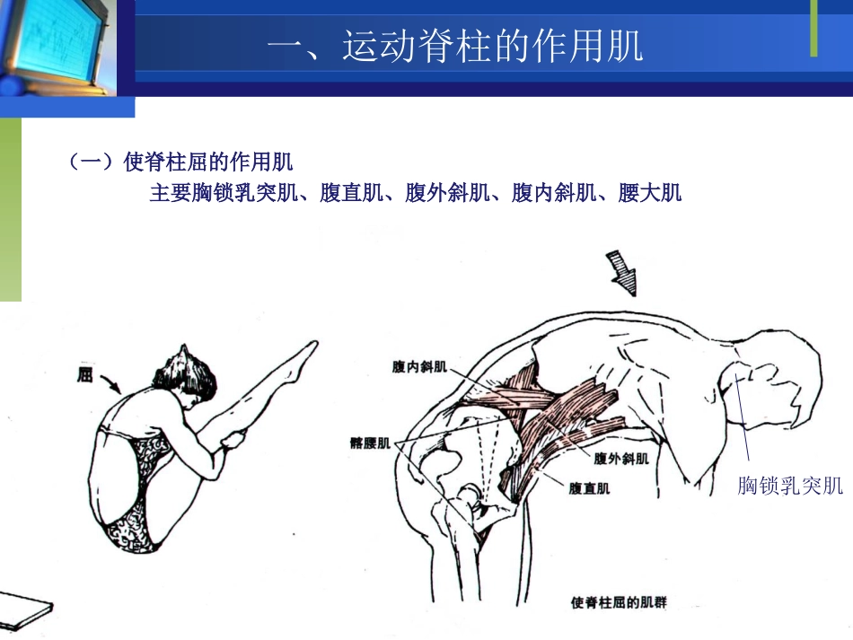 脊柱的作用肌_第2页