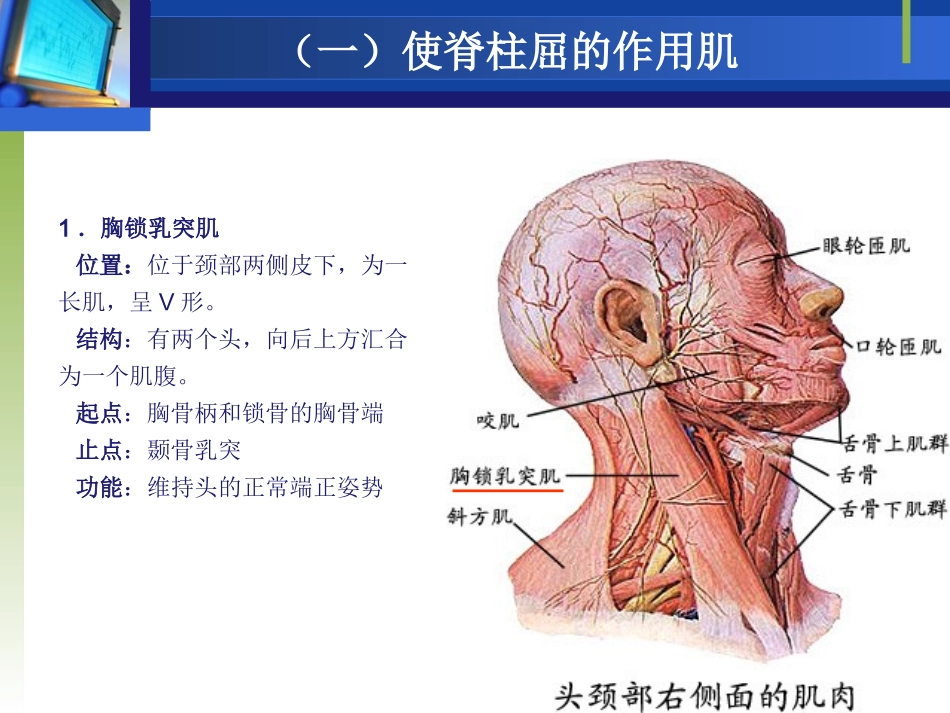 脊柱的作用肌_第3页