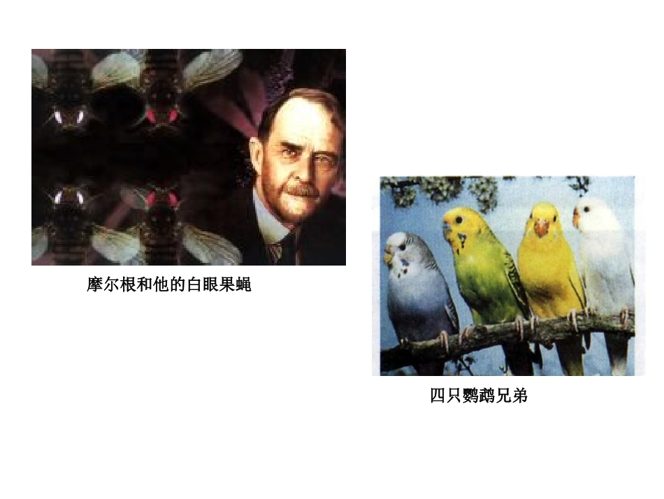 胸腺嘧啶或腺嘌呤D_第2页