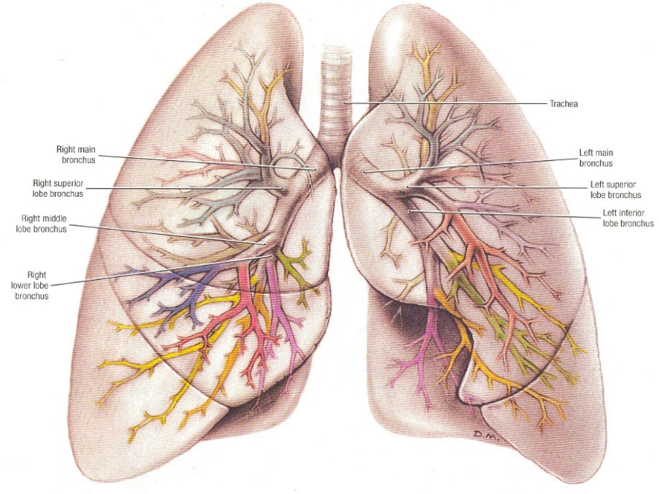 胸部CT基础知识_第2页