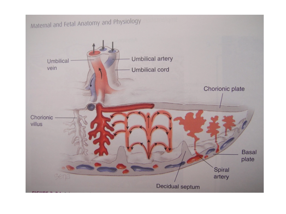 胎母输血综合征_第3页