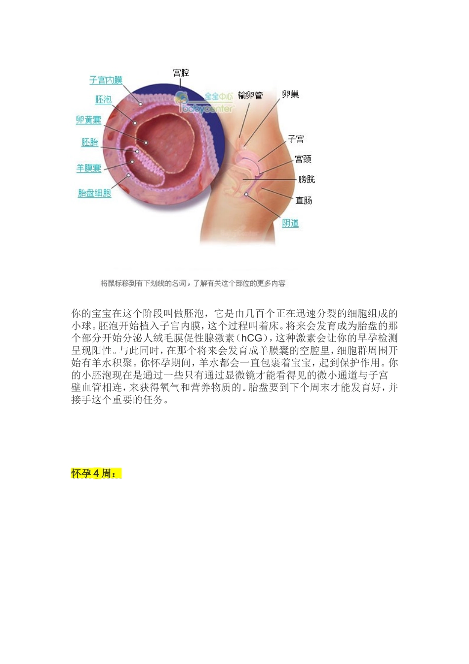 胎儿发育过程全41周图解_第2页