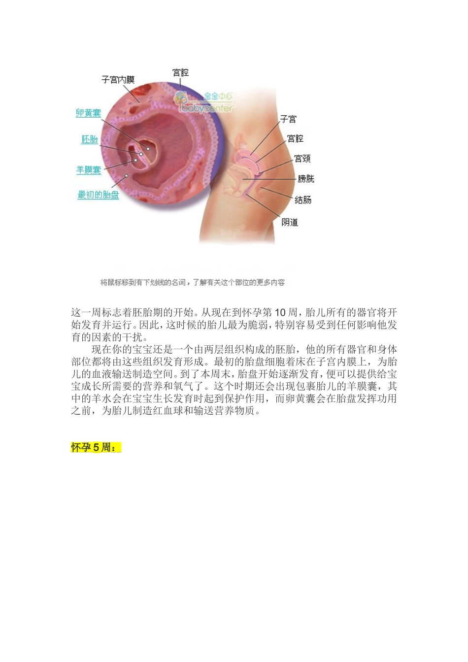 胎儿发育过程全41周图解_第3页