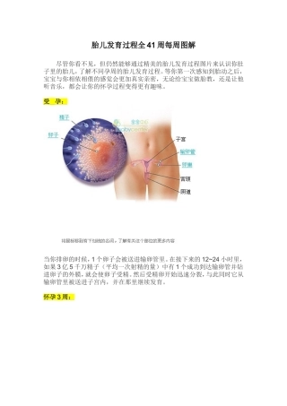 胎儿发育过程全41周图解