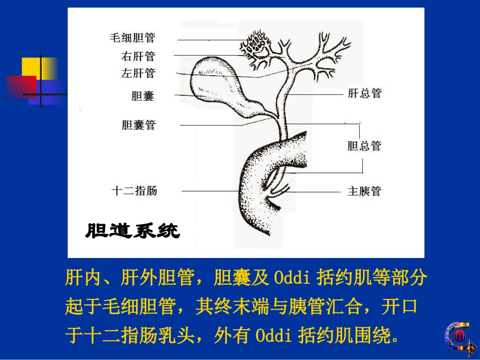 胆道疾病病人的护理--孙田杰_第3页