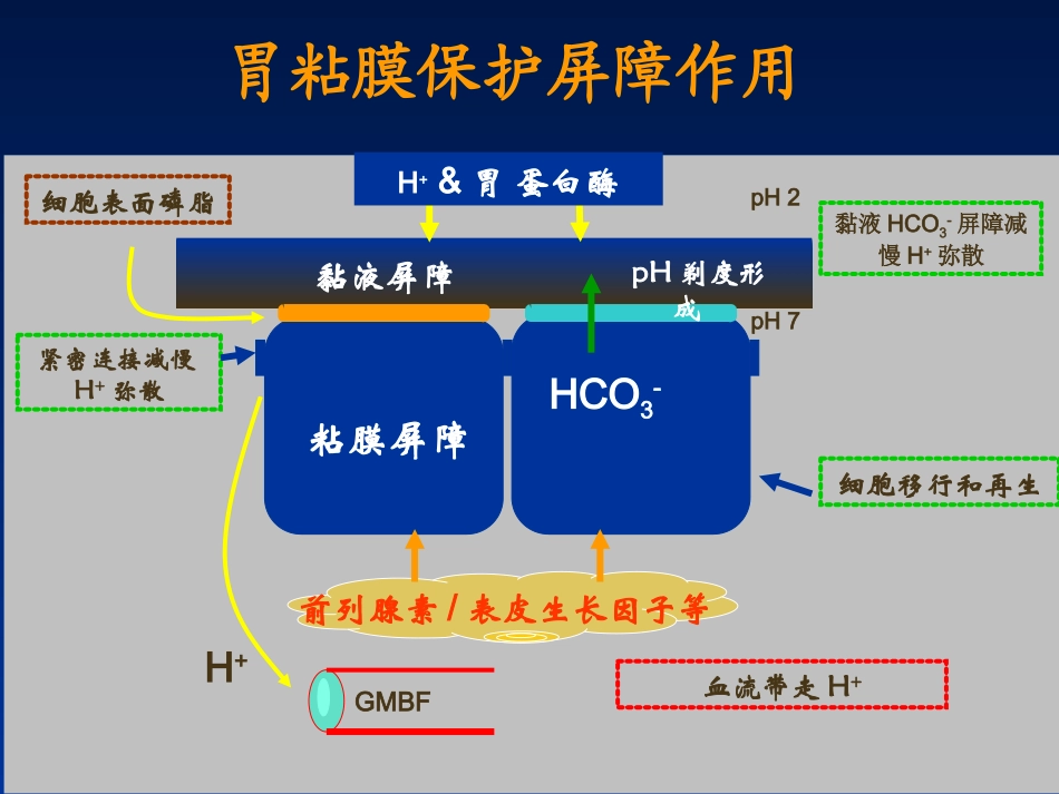 胃粘膜保护剂的药理作用_第3页