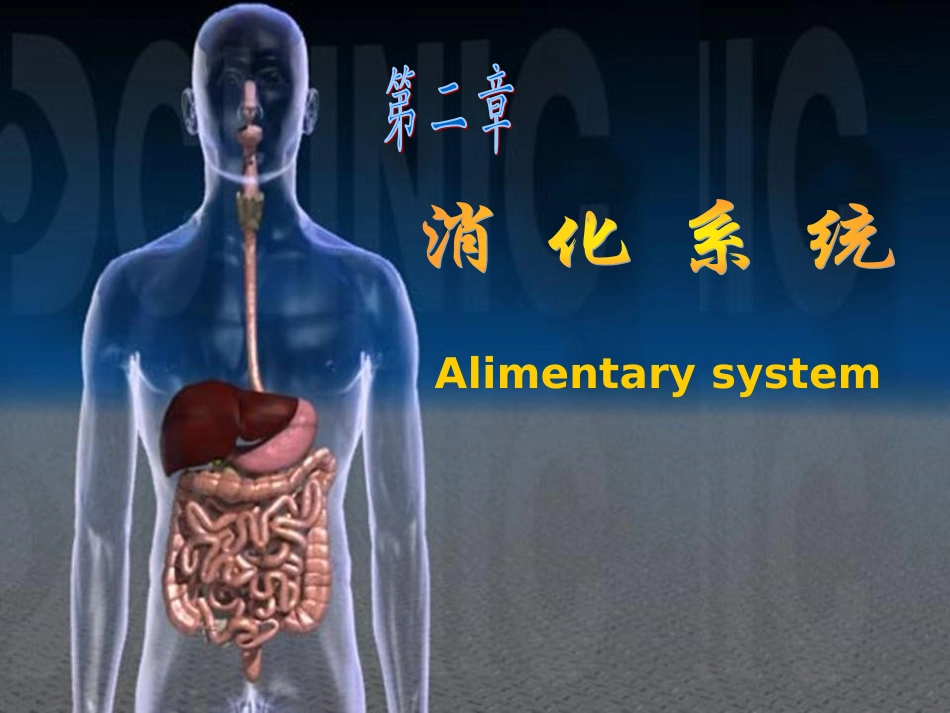 胃的形态结构_第1页