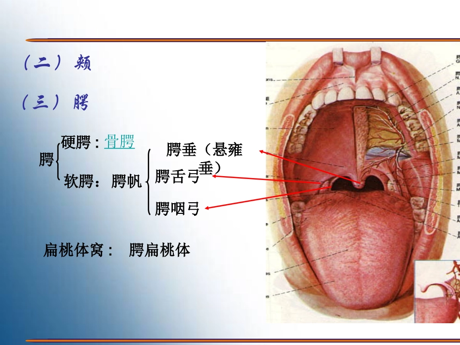 胃的形态结构_第3页