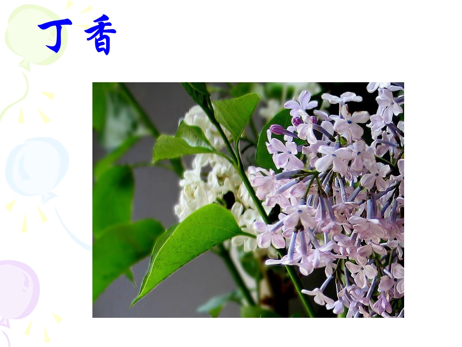 《寻找幸运花瓣》课件_第2页