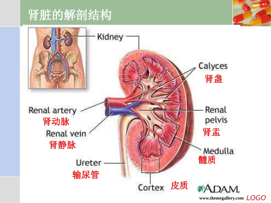 肾脏疾病常见症状及诊断_第2页
