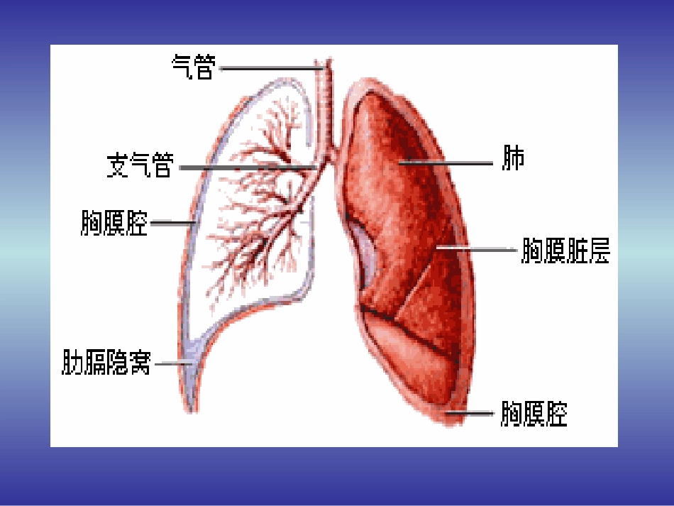肺部疾病-外科学课件_第2页