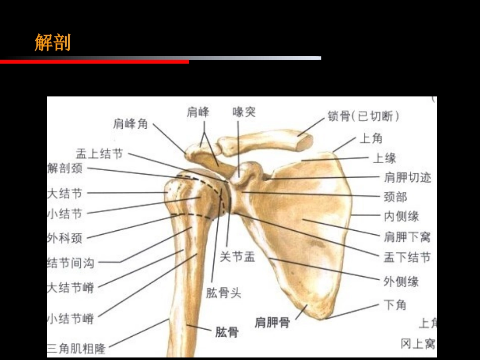 肩周炎肩关节周围炎的治疗与康复_第3页
