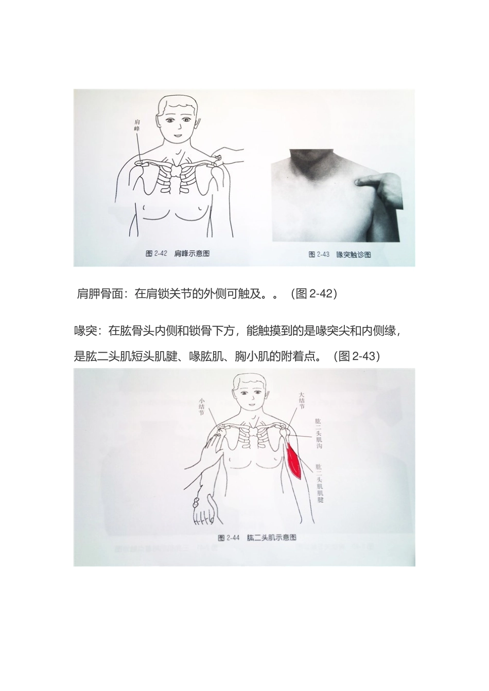 肩部疼痛图解_第3页