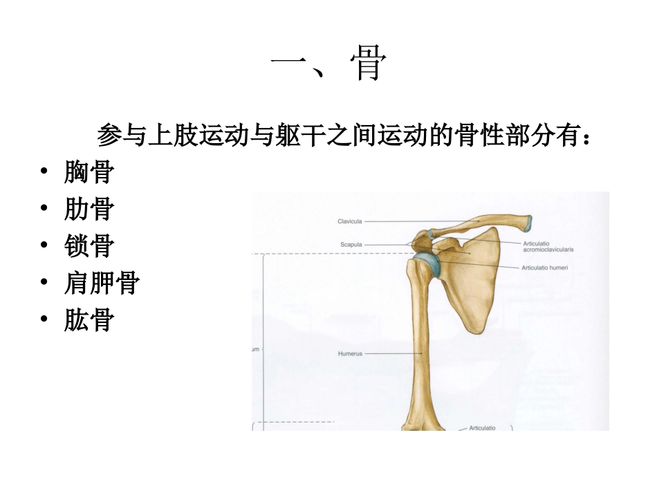 肩关节运动学_第3页