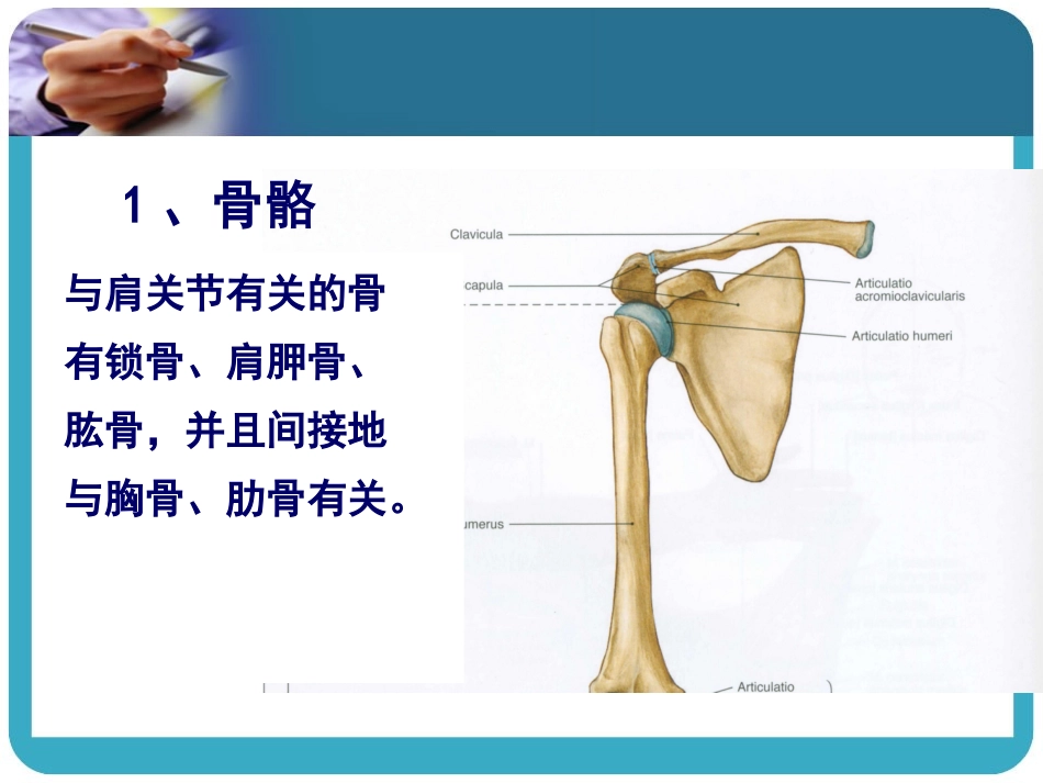 肩区运动学lmy_第3页