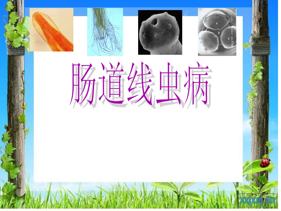肠道线虫病 ppt_第1页