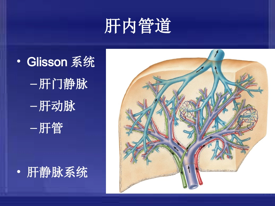 肝内管道、淋巴及神经解剖课件(自己做的)_第3页