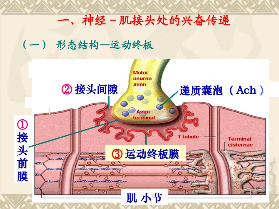 肌肉收缩  生理学课件_第2页