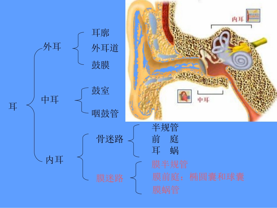 耳-组织学与胚胎学课件_第3页