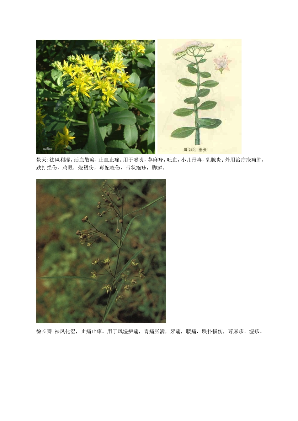 美丽的中药名字_第2页