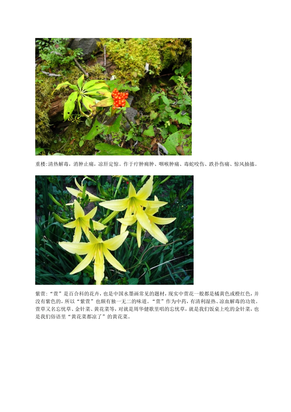 美丽的中药名字_第3页