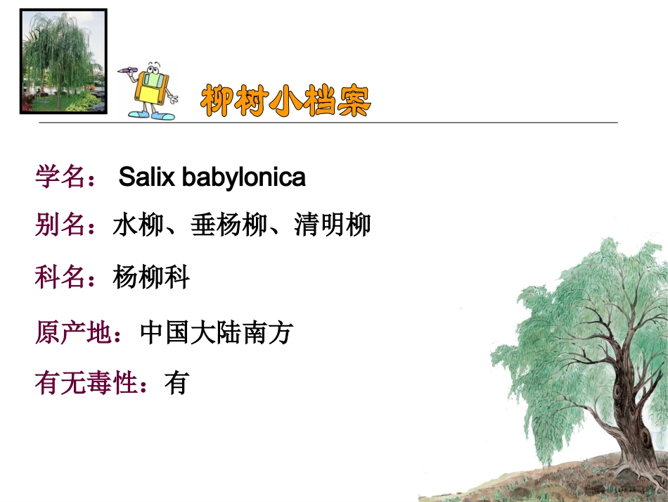 （苏教版）六年级语文上册课件青海高原一株柳1[1]_第2页