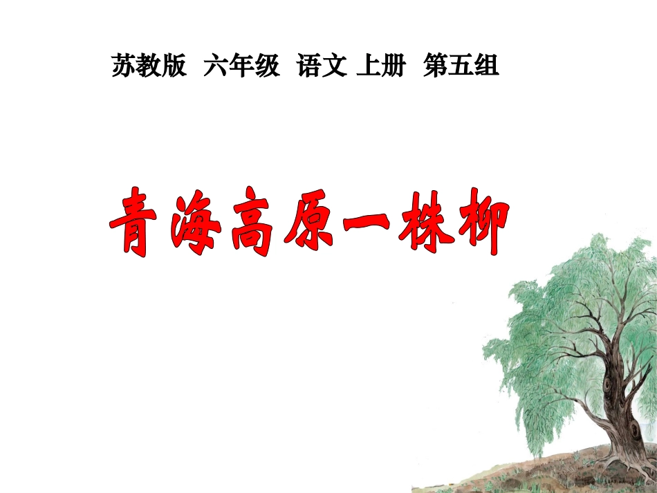 （苏教版）六年级语文上册课件青海高原一株柳1[1]_第3页
