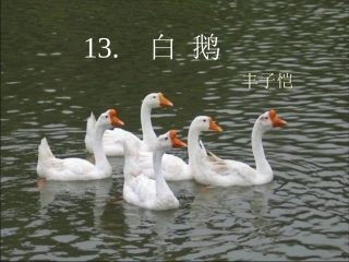 白鹅第二课时