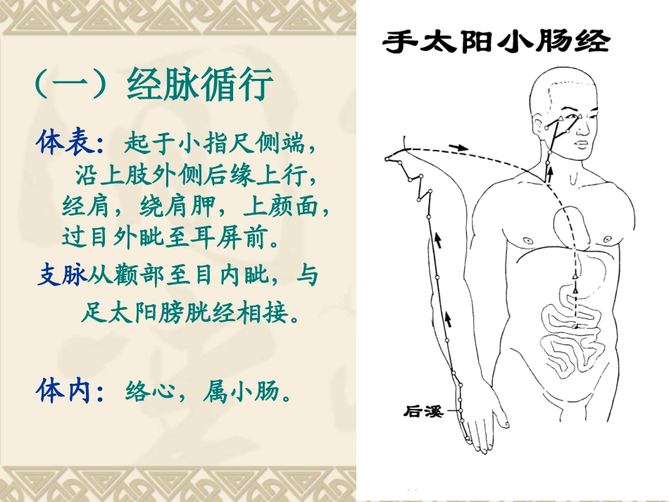 经络腧穴各论-小肠_第3页