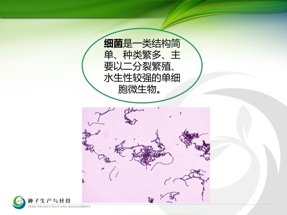 细菌形态结构._第3页