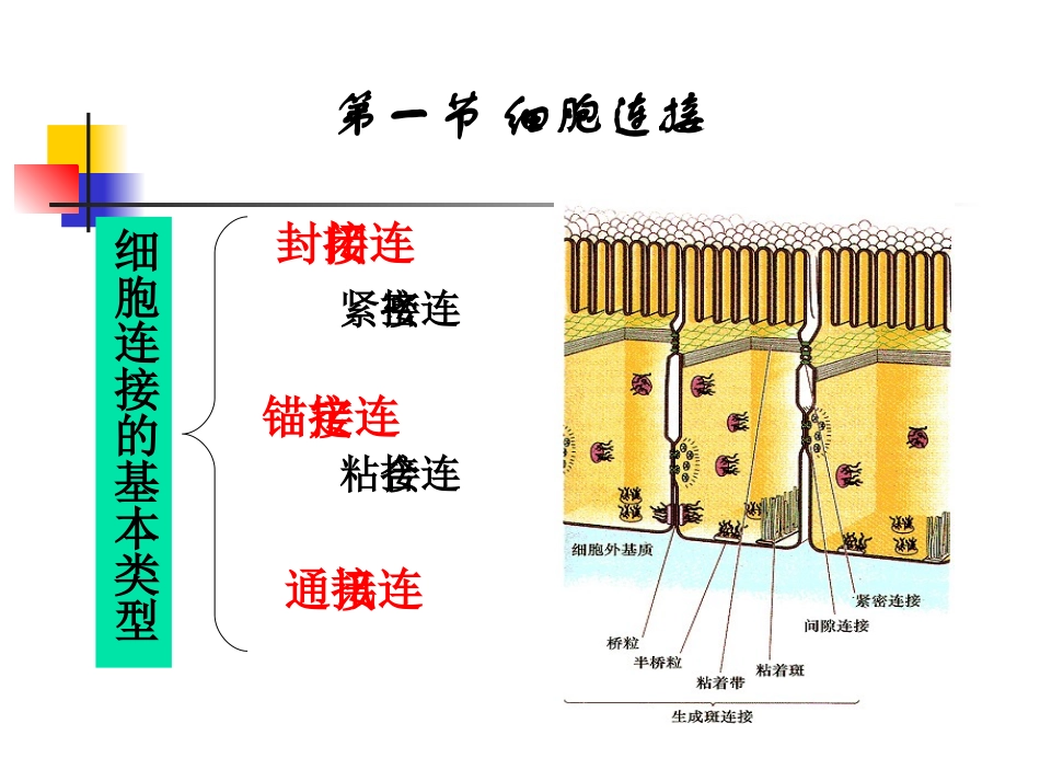 细胞连接与细胞粘连_第3页