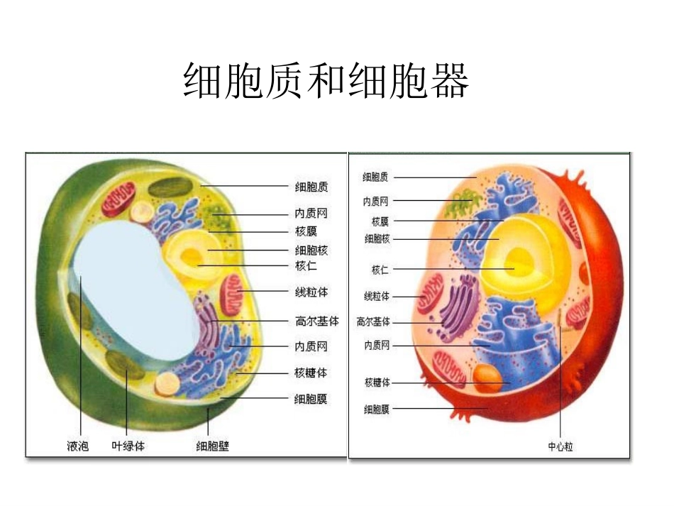细胞质和细胞器细胞核_第1页