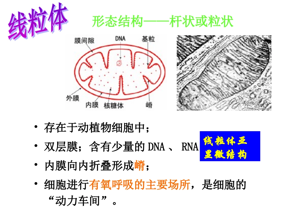 细胞质和细胞器细胞核_第2页