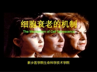 细胞衰老机制