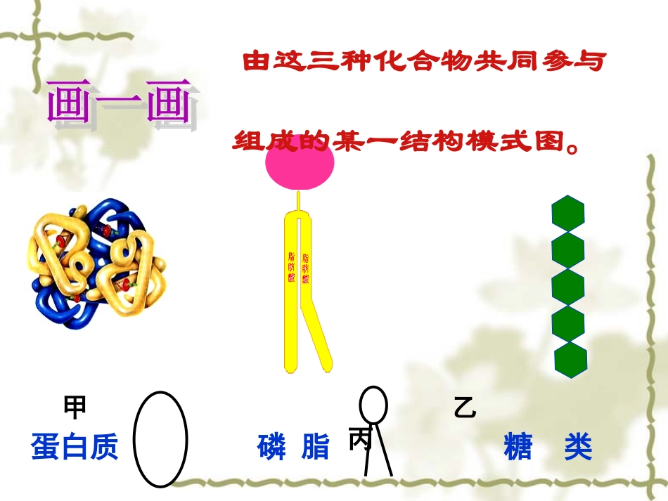 细胞膜及膜系统的结构和功能全解_第3页