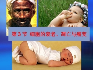 细胞的衰老与凋亡